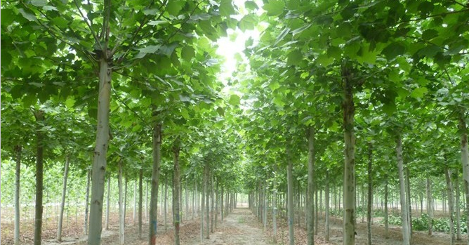 法桐苗木厂家：法桐的生长习性有哪些？