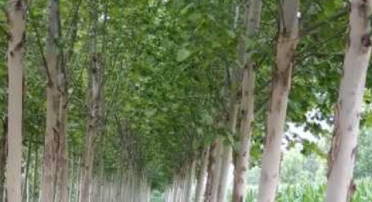 法桐绿化苗木冬季养护的三要素