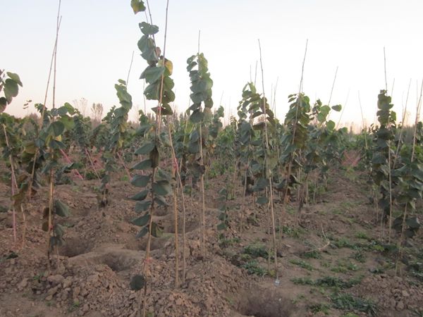 金叶复叶槭苗木基地种植技术