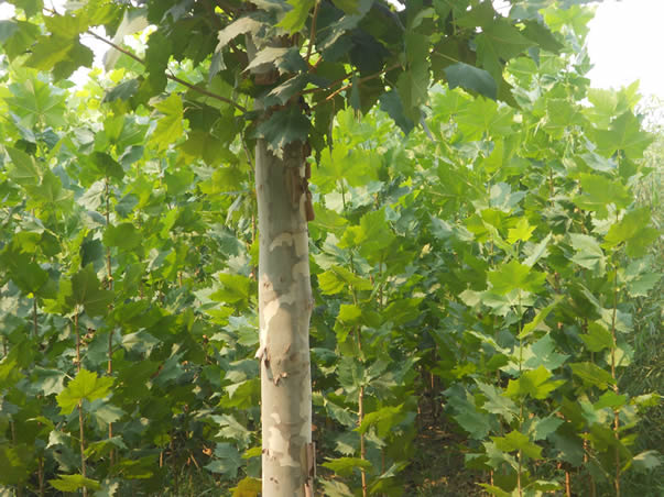 法桐苗木种植养护技巧